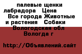 палевые щенки лабрадора › Цена ­ 30 000 - Все города Животные и растения » Собаки   . Вологодская обл.,Вологда г.